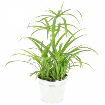 Plant - Nile papyrus