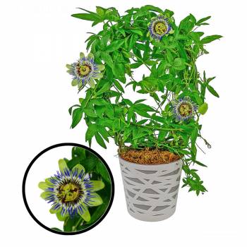 Plante - Passiflora