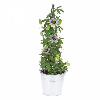 Plante - Passiflore