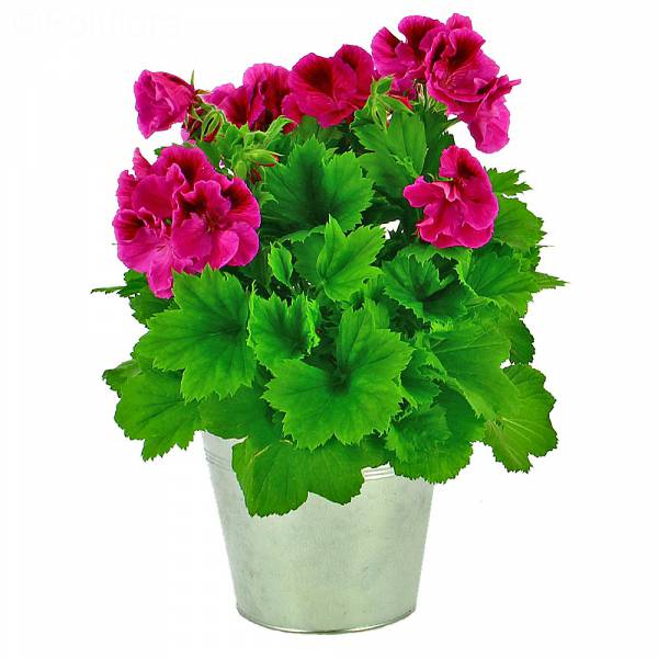 Pelargonium