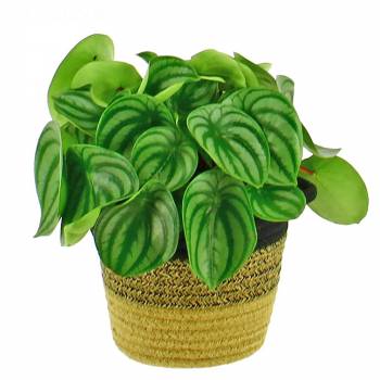 Green plant - Peperomia Argyreia