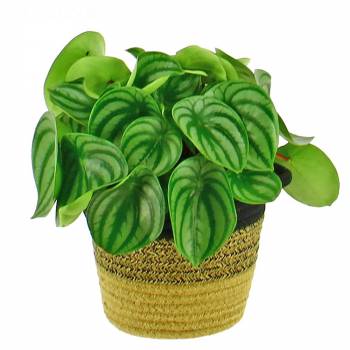 Plant - Peperomia Argyreia