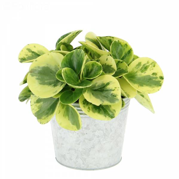 Peperomia