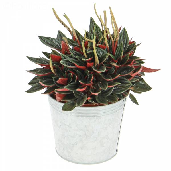 peperomia roja