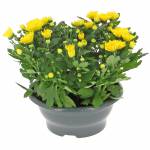 petit-chrysantheme
