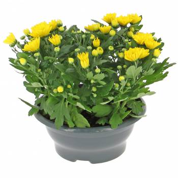 Flowering plant - Young Chrysanthemum