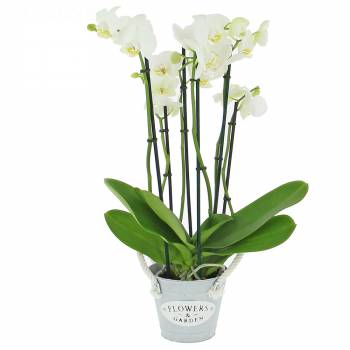  - Phalaenopsis (4 stems)