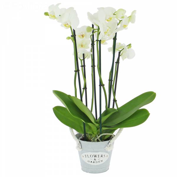 Phalaenopsis (4 stelen)