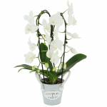 phalaenopsis-cascade