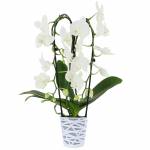 phalaenopsis-cascade-2-branches--5