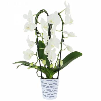 Orchid - Phalaenopsis Cascade (2 branches)