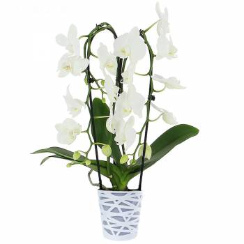 Orchidées - Phalaenopsis Cascade (2 branches)