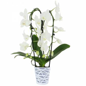 Tous les produits - Phalaenopsis Cascade (2 branches)