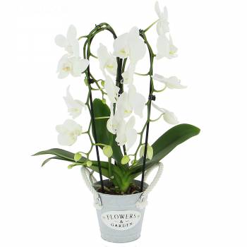 Orchidée - Phalaenopsis Cascade (2 branches)