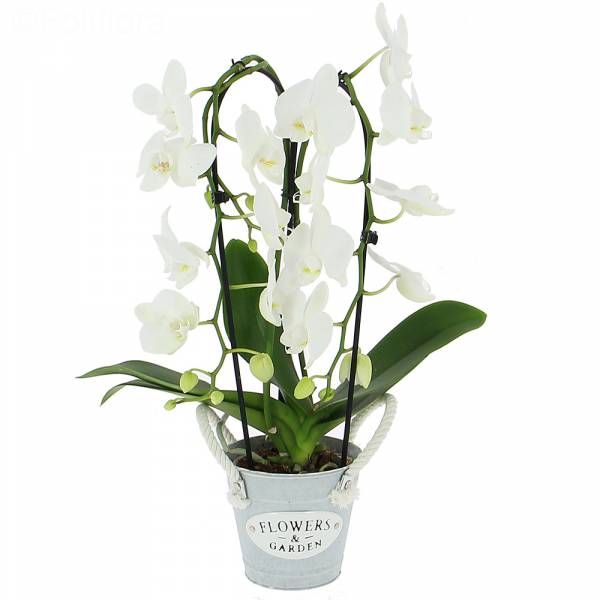 Phalaenopsis Cascade (2 branches)