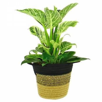 Green plant - Philodendron