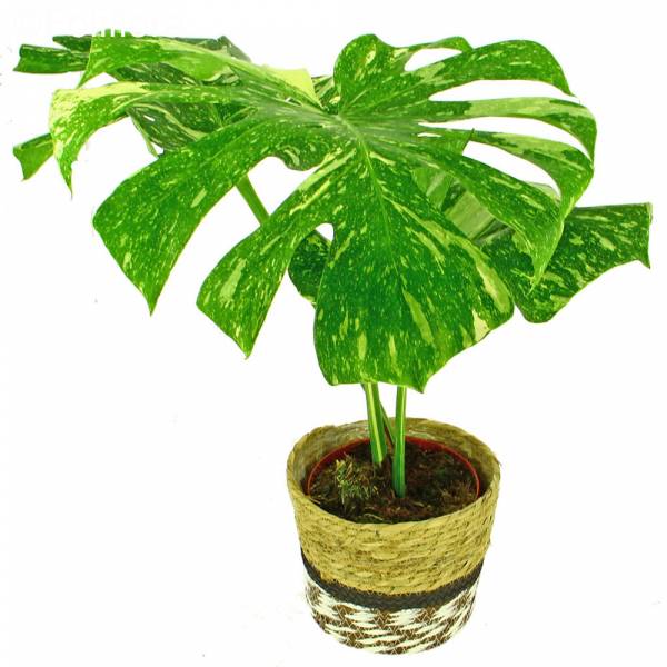 Sternbild Monstera Thai