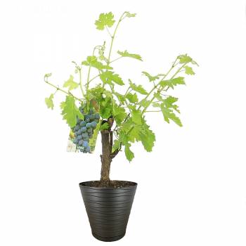 All products - Vine