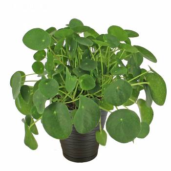Green plant - Pilea