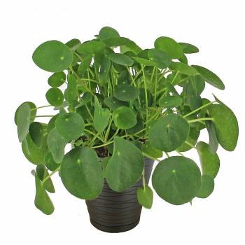 Groene plant - Pilea