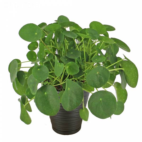 pilea