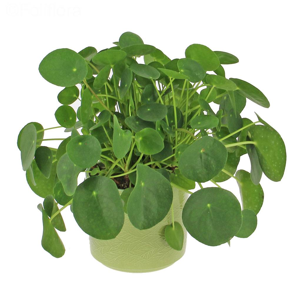 Livraison piléa - Plante verte - Foliflora