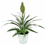 plante-ananas