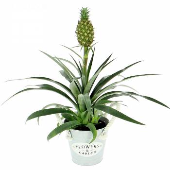 Plant - Green pineapple with fruit