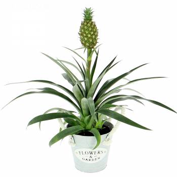 Fruit tree - Green pineapple with fruit