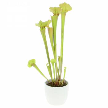 Planta verde - Sarracenia Tygo - Planta Carnívora