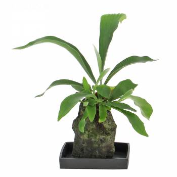 Rare Plant - Plant on Lava Stone