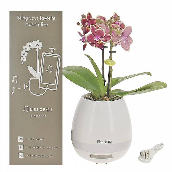 Orchidée - Enceinte Bluetooth