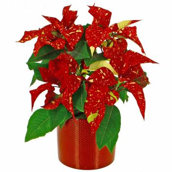 Fleurs Plaisir - Poinsettia Moucheté  