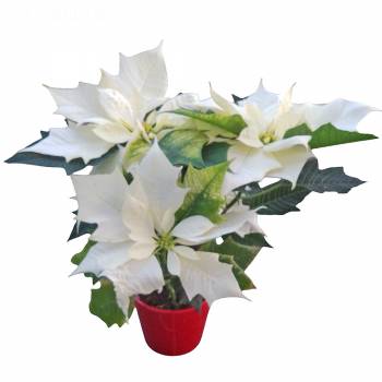 Anniversaire - Poinsettia Blanc