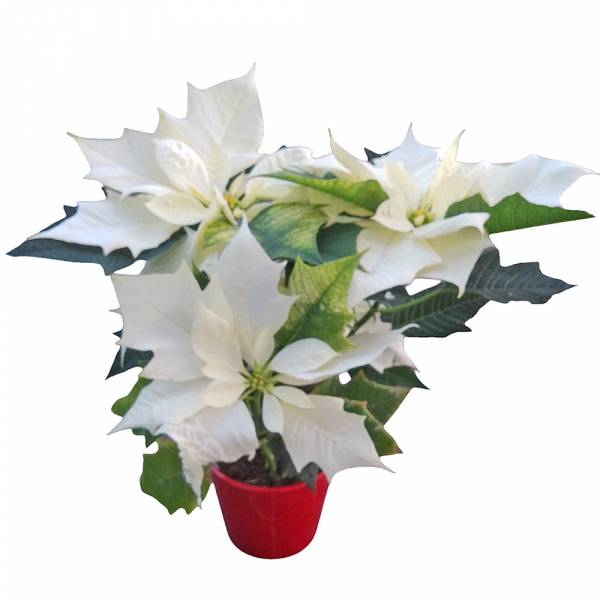 Poinsettia Blanc