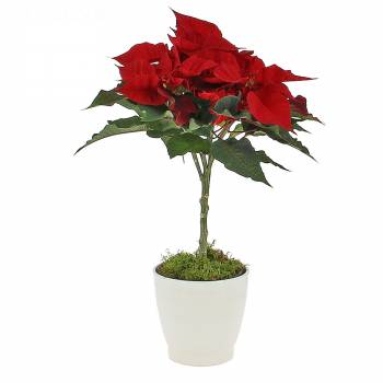 Plante fleurie - Poinsettia sur Tige
