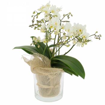  - Mooie orchidee