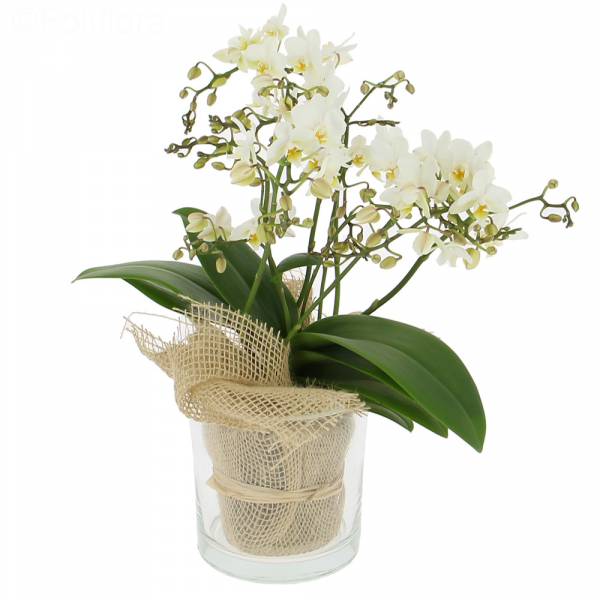 Mooie orchidee