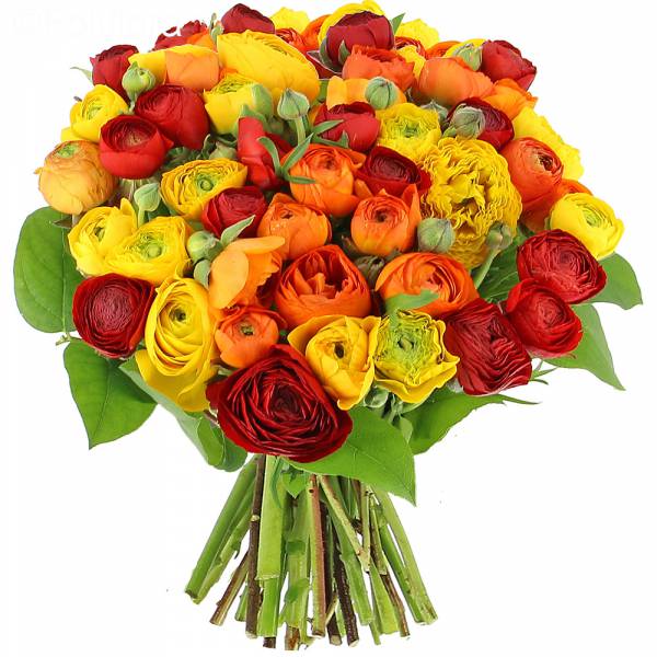 Flaming Ranunculus