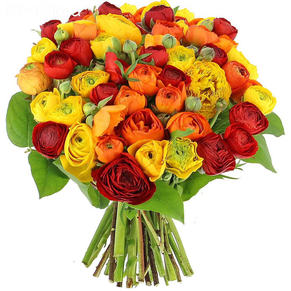 Livraison renoncules flamboyantes - généreux - Bouquet de fleurs - Foliflora