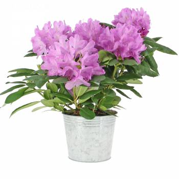 Plante - Rhododendron