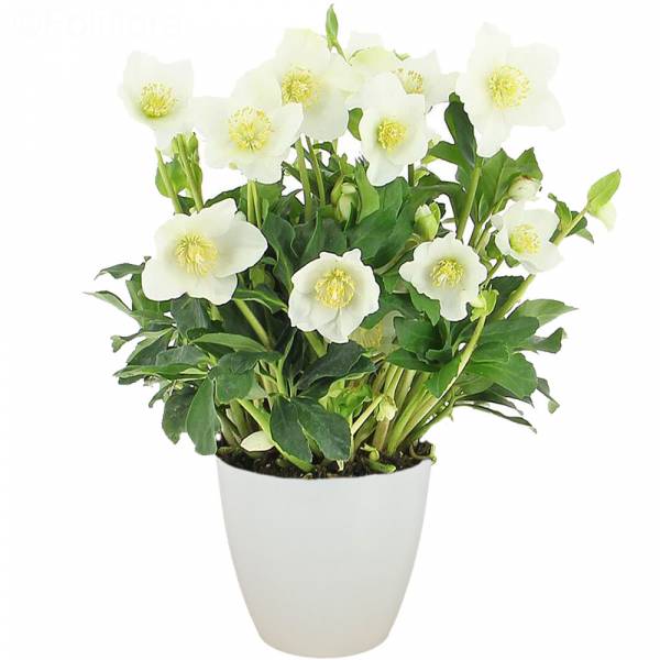 Christmas rose