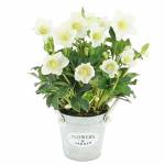 rose-de-noel-hellebore