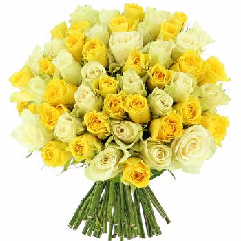 Envoi express : Roses Citronnées - 25 Roses