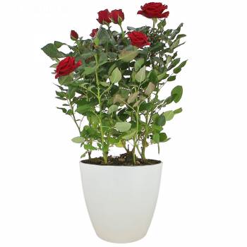 Plante - Rosier