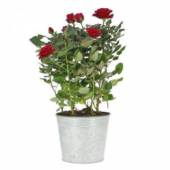 Flowering plant - Rosebush