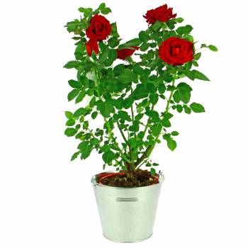 Plante fleurie - Rosier du Jardin