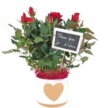 All products - Red Rose