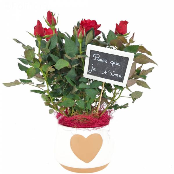 Rosier Rouge