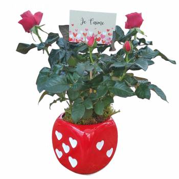 Plante fleurie - Rosier Rouge